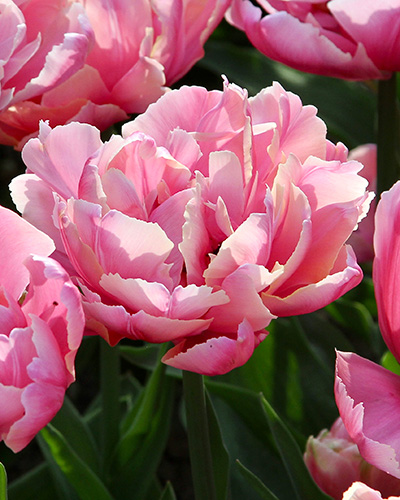 Tulipán plnokvetý neskorý Pink Star 11/12, 100 kusov